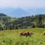 Swiss1
