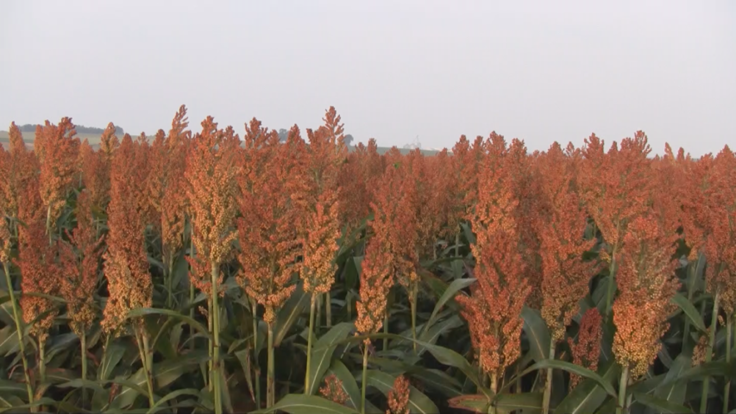 Milo Price Sorghum Silage Gains Ground as Water Concerns Push Dairies to Rethink ...