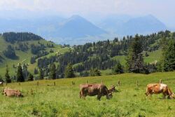 Swiss1
