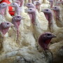 turkeys-poultry.jpg