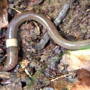 The invasive, jumping worm makes its way through 14 states in the Midwest, disturbing native soil and plant specie, causing an infestation with only one worm.