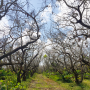 Florida avocado grove wiped out by laurel wilt disease
