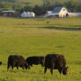 The author is an "advocate" for family farms.