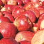 apples