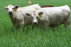 Ona_White_Angus_070615