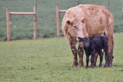 Using clean calving pastures can help prevent direct contact between older calves and younger calves and minimize the potential for sickness.