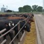 Profit margins for cattle sold for slaughter last week declined $55 per head, according to the Sterling Profit Tracker.