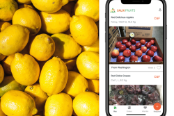 Salix fruits.png