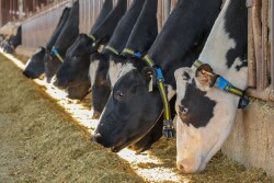Allflex blue collar tags