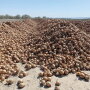 Many growers have found themselves with huge volumes of onions on hand with few ways to move them after the sudden loss of foodservice business due to COVID-19-related restrictions.