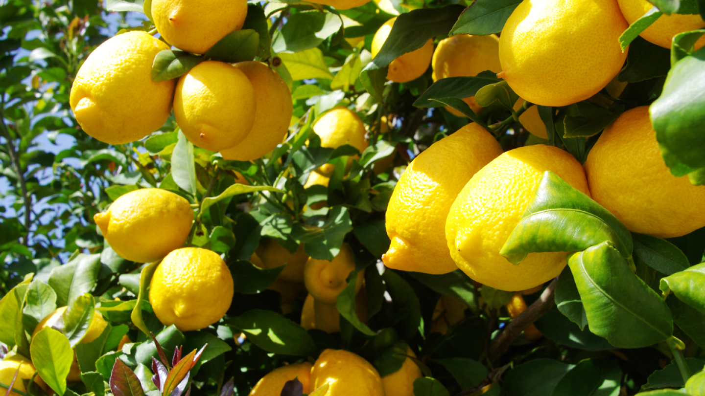 Lemon Types California California Lemon Growers Face Uphill Battle as Argentine Imports ...