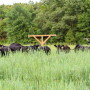 Mississippi_Cattle