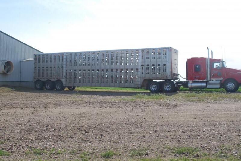 Even with lower hog carcass weights, Steiner Consulting Group says total pork pounds coming to market were 7% higher than a few weeks ago.