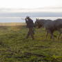 New grassland restoration project