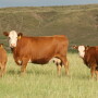 You can’t always tell by looking if a particular animal is making or losing money. 