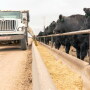 Corn by-products can be an alternative energy feed source for cattle. 