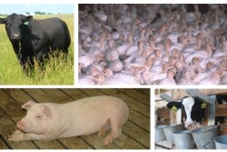 livestock