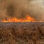 Wildfire