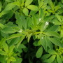 While a single variety might dominate in specific areas in fields with variable soils, using different varieties boosts yields in those areas that would struggle with a true monoculture.