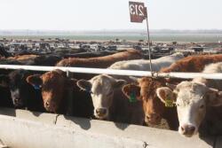 BT_Feedyard_bunk_line_14