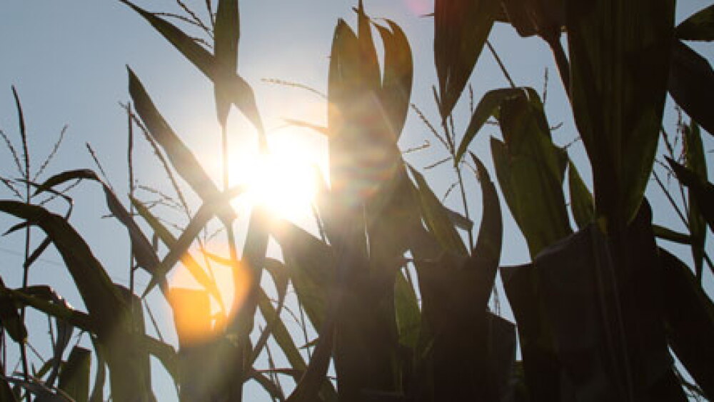 corn-and-sky-crop-tour-nebraska.jpg