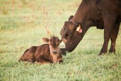 Wagyu Cow-Calf - P.C. Triangle B Ranch
