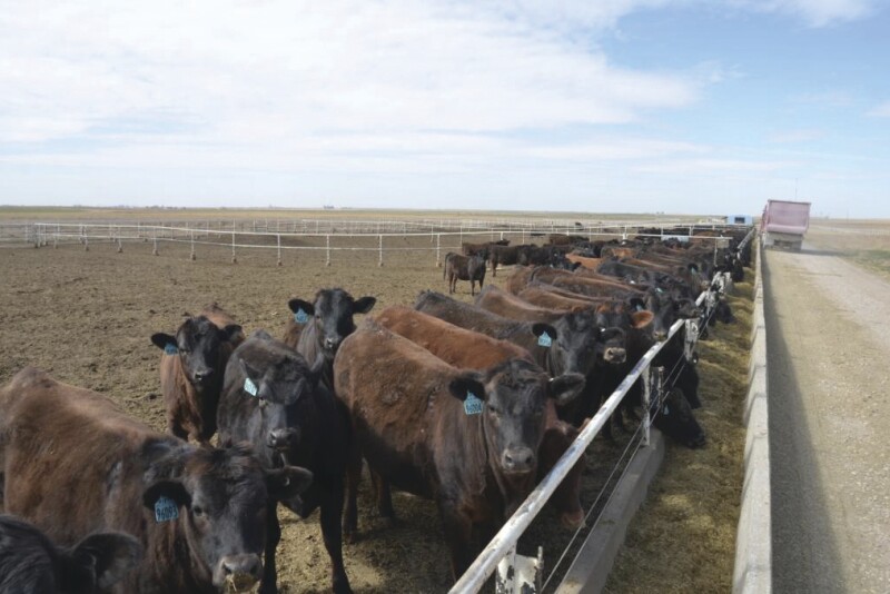 Cattle on feed