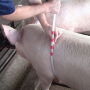 Heart Girth Tube by NC State University