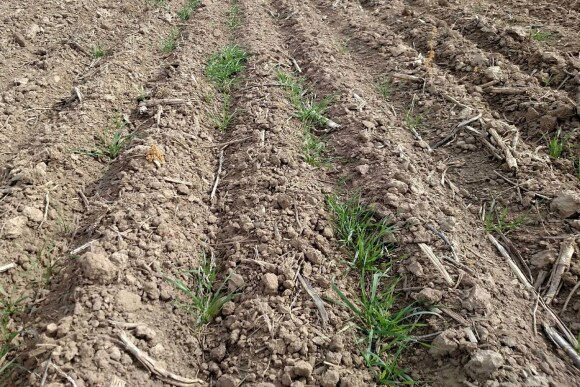 winter_wheat.jpg