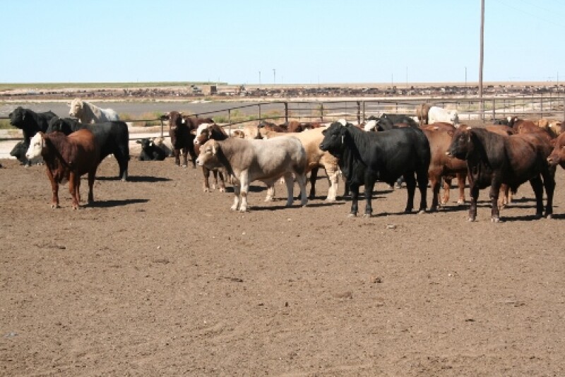 APHIS has required permanent identification for imported Mexican cattle to improve traceability and help prevent spread of tuberculosis and brucellosis, which remain endemic in parts of Mexico.
