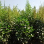 superweeds