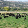 Beartooth Ranch