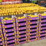 Ciruli Bros. Champagne mangoes display