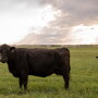 Angus