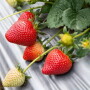 Strawberries in a field