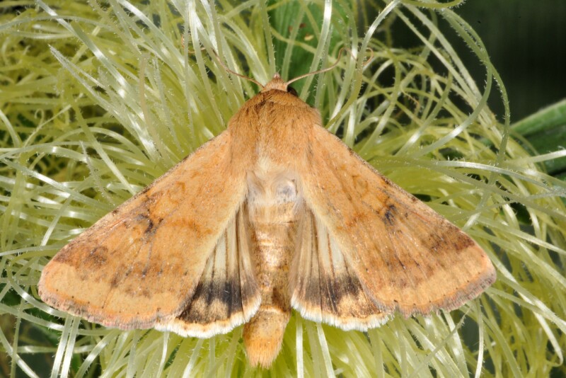 Corn earworm adult 
