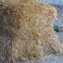 Low quality hay is starting to take a toll on animal nutrition. Consult a nutritionist to ensure you are feeding a balanced ration.
