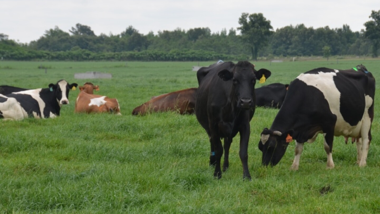 7 Take Home Points on Feeding More Forage to Cows - Dairy Herd