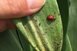 Aphids on Kansas corn.