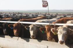 BT_Feedyard_bunk_line
