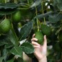 Avocado tree