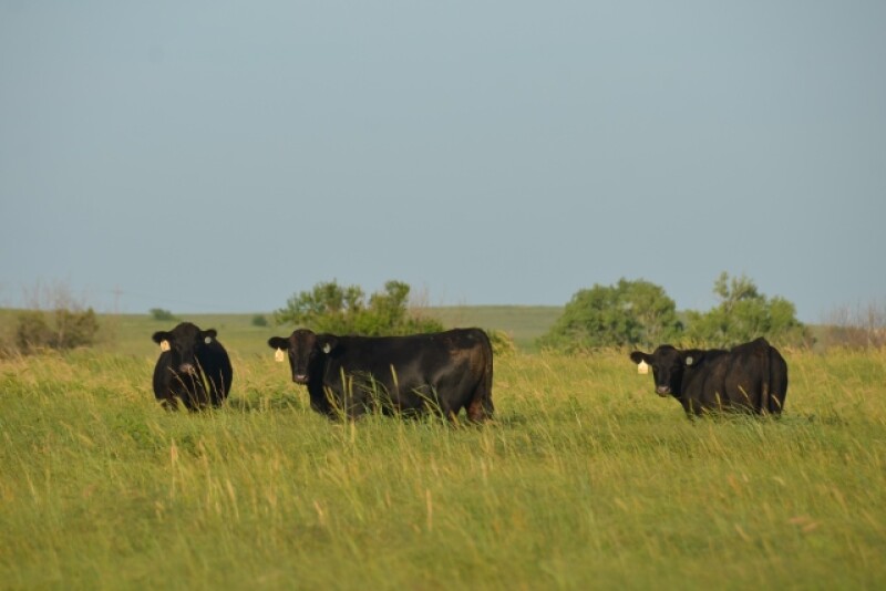 BT_Stocker_Cattle_Steers