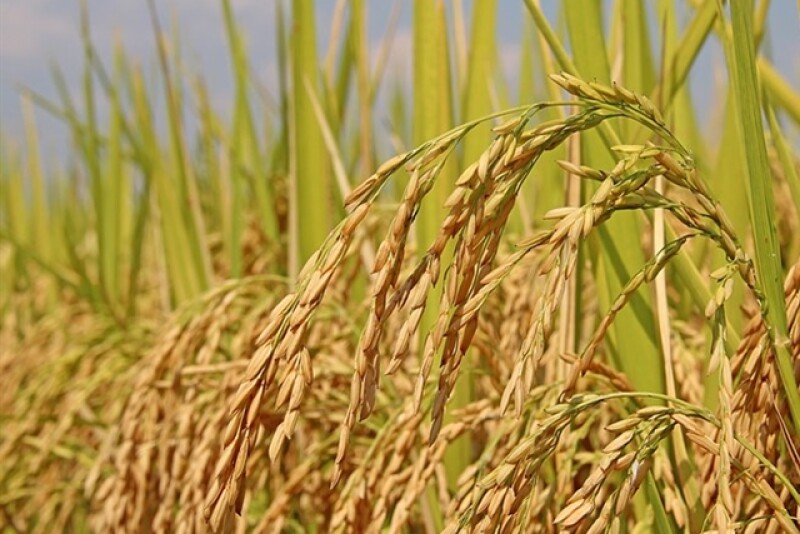 RICE