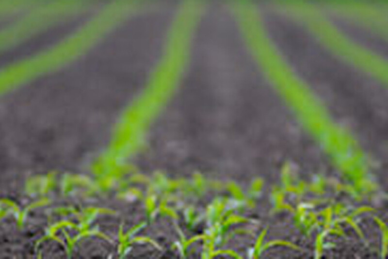 emerging_corn.jpg