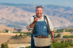Kyle's Pick Stemilt cherries are ready for retail in July.