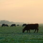 Cows grazing wheat