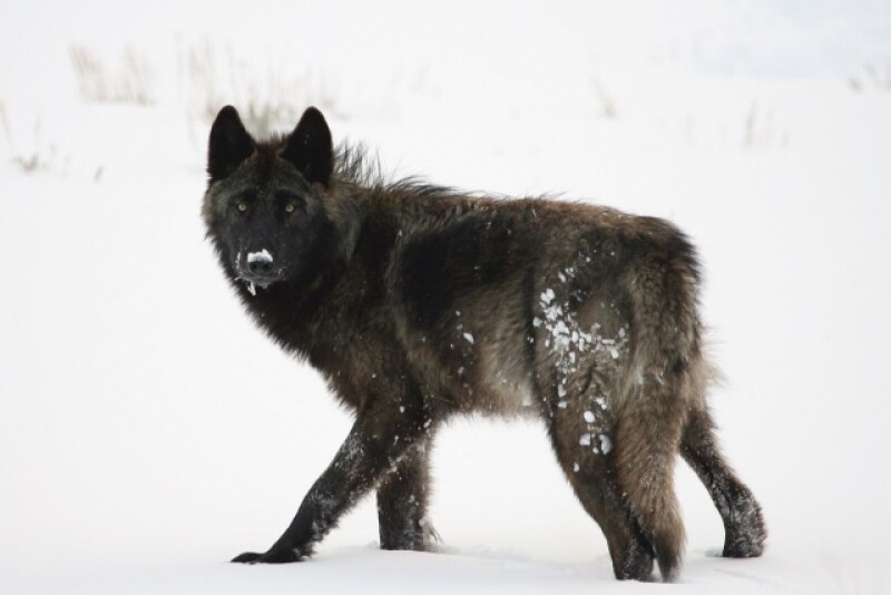 Yellowstone_Wolf_Winter