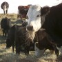 Forage quality will be a determining factor in the amount of forage consumed. 