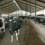 cows in barn