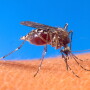 Arthropods such as mosquitos, flies and ticks often serve as vectors for zoonotic diseases.  (USDA)